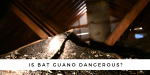 Is Bat Guano Dangerous? - 2019 Update - Get Bats Out